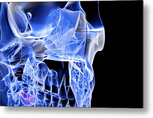 Horizontal Metal Print featuring the digital art The Bones Of The Face #1 by MedicalRF.com