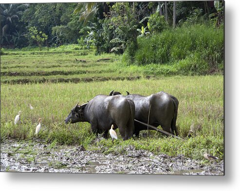 Agriculture Metal Print featuring the photograph Water buffalo #1 by Jane Rix