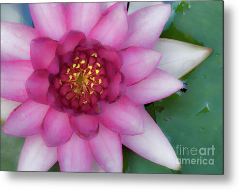 Watercolor Metal Print featuring the photograph Water Lilly - D007668c #1 by Daniel Dempster