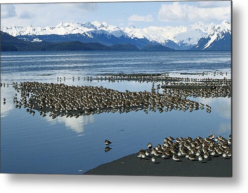 Mp Metal Print featuring the photograph Western Sandpiper Calidris Mauri Flock #1 by Michael Quinton
