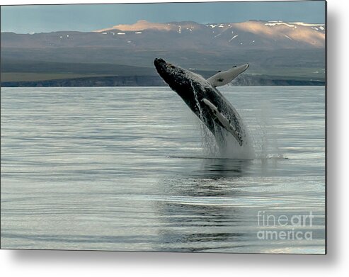 Whale Metal Print featuring the photograph Whale Jumping #1 by Jorgen Norgaard