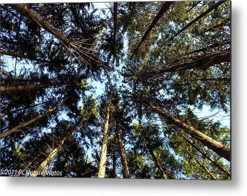 Pine Forest Metal Print featuring the photograph Whispering Pines #1 by Rachel Cohen
