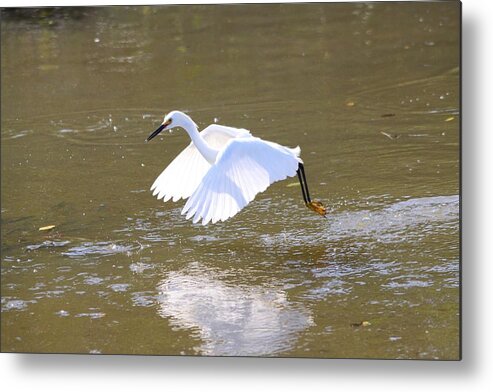 Egret Metal Print featuring the photograph White Egret #1 by Jeanne Andrews