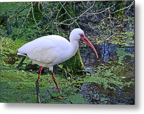 Birds Metal Print featuring the photograph White Ibis #1 by Bill Hosford