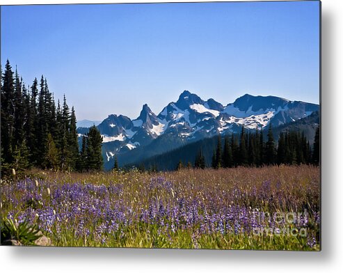 Cascade Metal Print featuring the photograph Wildflowers in the Cascades #1 by Ronald Lutz