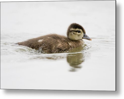 00439310 Metal Print featuring the photograph Wood Duck Duckling Swimming Santa Cruz #1 by Sebastian Kennerknecht