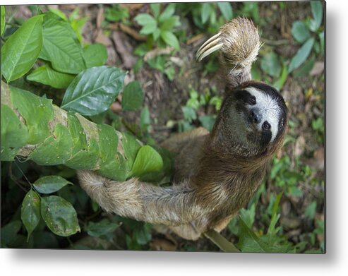 Mp Metal Print featuring the photograph Brown-throated Three-toed Sloth #10 by Suzi Eszterhas