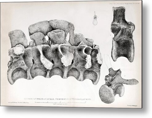 Buckland Metal Print featuring the photograph 1824 Buckland's Megalosaurus Spine by Paul D Stewart