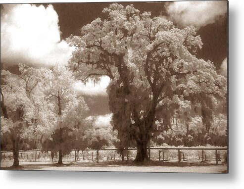 Landscape Metal Print featuring the photograph Dripping Tree by Jean Wolfrum
