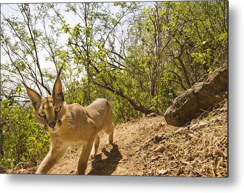 00481436 Metal Print featuring the photograph Arabian Caracal In Cloud Forest Hawf #2 by Sebastian Kennerknecht