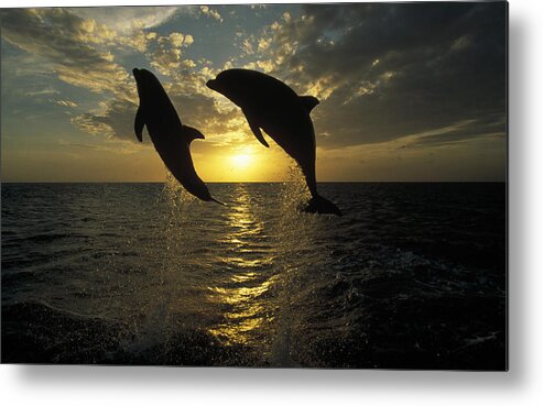 Mp Metal Print featuring the photograph Bottlenose Dolphin Tursiops Truncatus #2 by Konrad Wothe