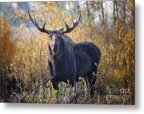 2012 Metal Print featuring the photograph Bull Moose by Ronald Lutz