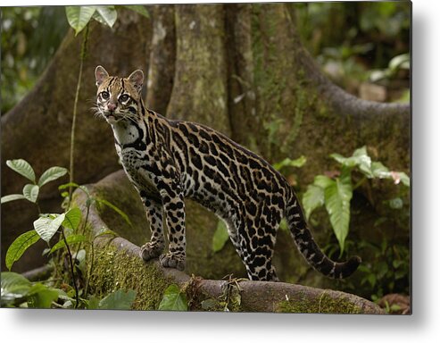 Mp Metal Print featuring the photograph Ocelot Leopardus Pardalis Standing #2 by Pete Oxford