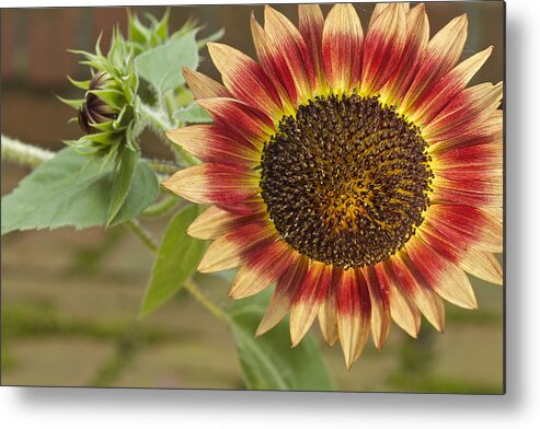 Agriculture Metal Print featuring the photograph Sunflower #1 by Jack R Perry