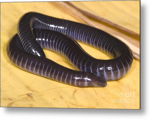 Geotrypetes Seraphini Metal Print featuring the photograph West African Caecilian #2 by Dante Fenolio