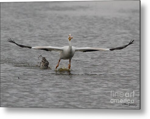 American White Pelican Metal Print featuring the photograph White Pelican #2 by Steve Javorsky