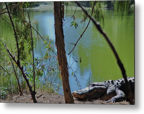 Grassy Waters Preserve Metal Print featuring the photograph 21- King Of The Swamp by Joseph Keane