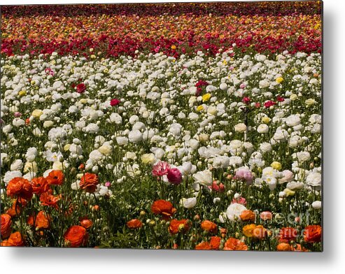 Flowers Metal Print featuring the photograph Flower Fields #28 by Daniel Knighton
