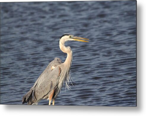 Metal Print featuring the photograph Blue Heron #3 by Jeanne Andrews