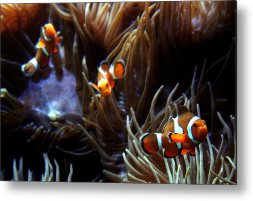 Waikiki Aquarium Metal Print featuring the photograph 3 Clowns by Jennifer Bright Burr