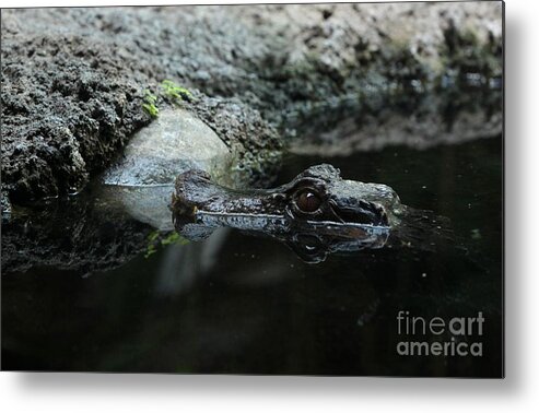 Nature Metal Print featuring the photograph Culvers Dwarf Caiman #3 by Jack R Brock