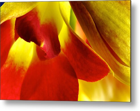 Dendrobium Metal Print featuring the photograph Dendribium malone or Hope orchid Flower #5 by Perla Copernik