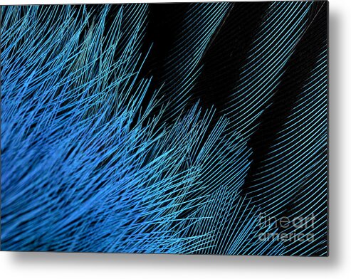 Fauna Metal Print featuring the photograph Eastern Bluebird Feathers #3 by Ted Kinsman