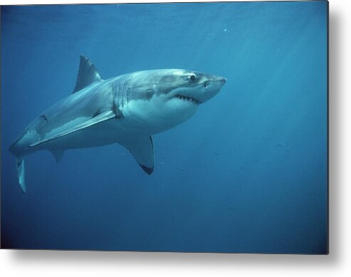 Mp Metal Print featuring the photograph Great White Shark Carcharodon by Mike Parry