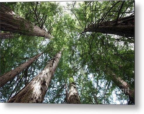 Coast Redwood Metal Print featuring the photograph Redwoods Sequoia Sempervirens #3 by Ted Kinsman