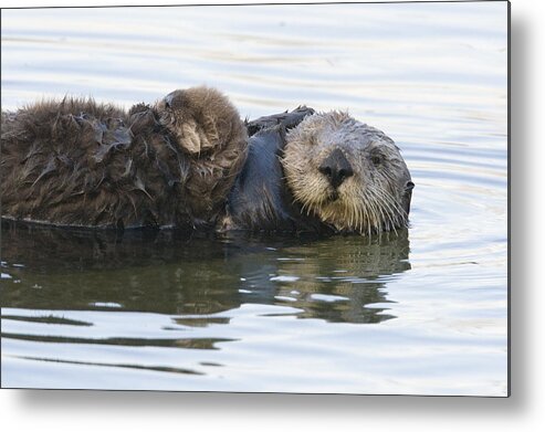 00429653 Metal Print featuring the photograph Sea Otter Mother And Pup Elkhorn Slough #3 by Sebastian Kennerknecht