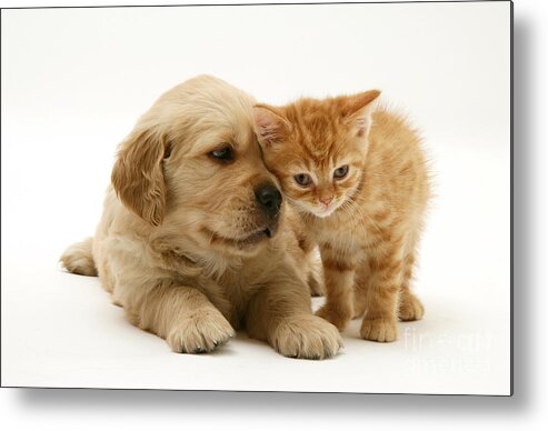 Golden Metal Print featuring the photograph Kitten And Pup #30 by Jane Burton