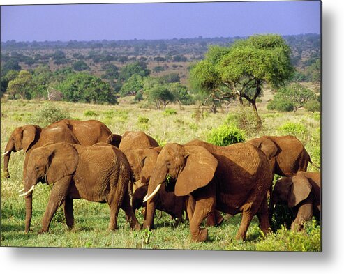 Mp Metal Print featuring the photograph African Elephant Loxodonta Africana #4 by Gerry Ellis