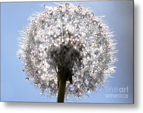 Fleur Metal Print featuring the photograph Fleur de cristal by Sylvie Leandre