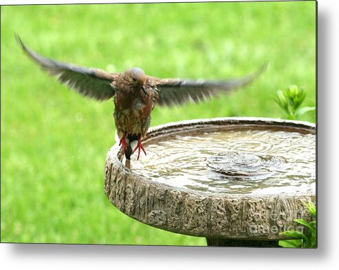 Nature Metal Print featuring the photograph Mourning Dove #4 by Jack R Brock