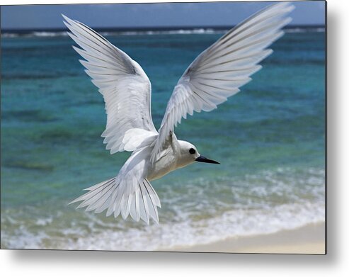 00429765 Metal Print featuring the photograph White Tern Flying Midway Atoll Hawaiian #4 by Sebastian Kennerknecht