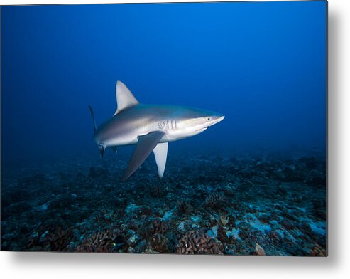 Alone Metal Print featuring the photograph Grey Reef Shark #5 by Dave Fleetham