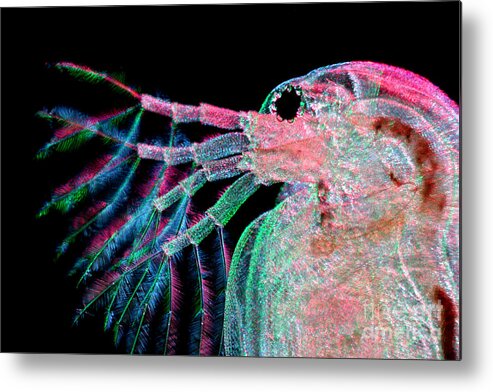 Water Flea Metal Print featuring the photograph Water Flea Daphnia Magna #5 by Ted Kinsman
