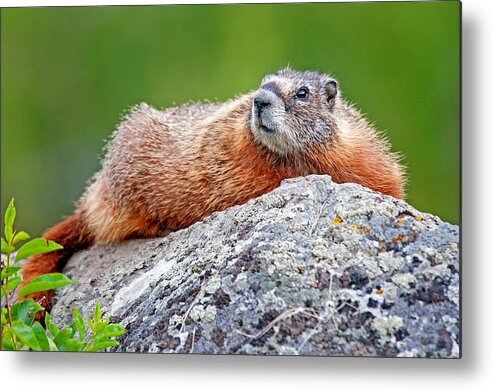 Yellowstone Metal Print featuring the photograph Marmot #6 by Elijah Weber