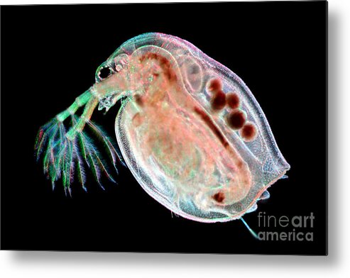 Water Flea Metal Print featuring the photograph Water Flea Daphnia Magna #6 by Ted Kinsman