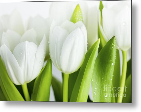 Dew Metal Print featuring the photograph White Tulips #6 by Nailia Schwarz