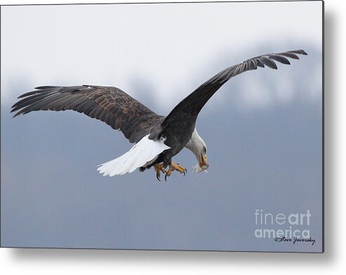 Bald Eagles Metal Print featuring the photograph Bald Eagle #7 by Steve Javorsky