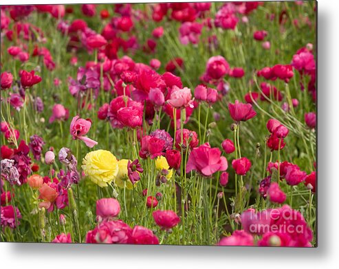 Flowers Metal Print featuring the photograph Flower Fields #7 by Daniel Knighton