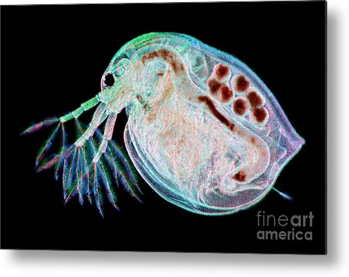 Water Flea Metal Print featuring the photograph Water Flea Daphnia Magna #7 by Ted Kinsman