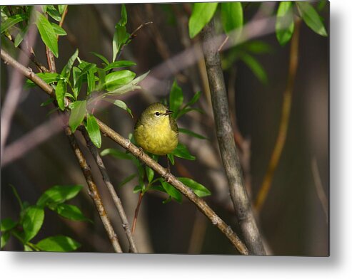 Doug Lloyd Metal Print featuring the photograph Yellow Warbler #8 by Doug Lloyd