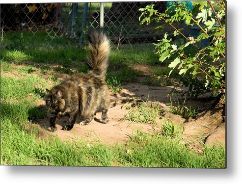 Calico Cat Photos Metal Print featuring the photograph A different Calico Cat by Cheryl Poland