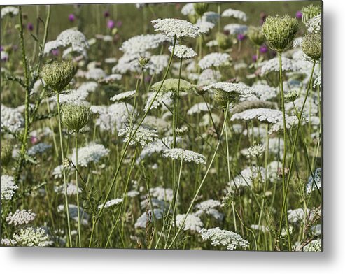 Daucus Carota Metal Print featuring the photograph A Field of Queen Annes Lace by Kathy Clark