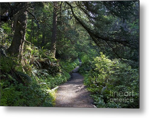 Photography Metal Print featuring the photograph A Light in the Forest - Olympic National Park by Sean Griffin