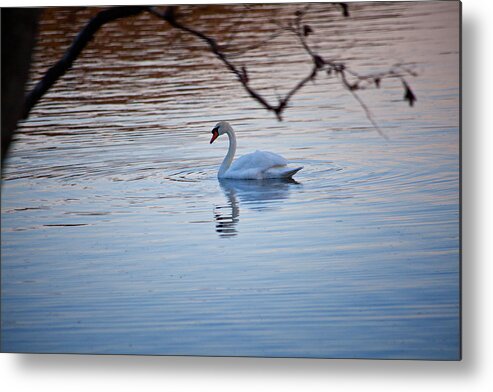 Swan Metal Print featuring the photograph A Lonely Swans Late Afternoon by Karol Livote