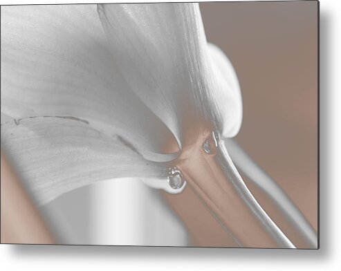 Flower Metal Print featuring the photograph A Memory by Marie Jamieson