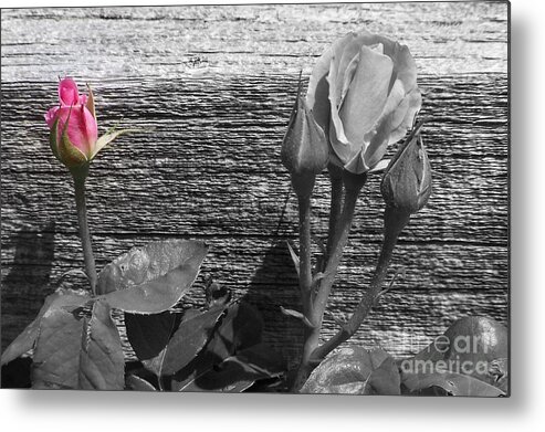 Roses Metal Print featuring the photograph A Pop of Pink by Dorrene BrownButterfield